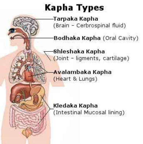 kapha-type