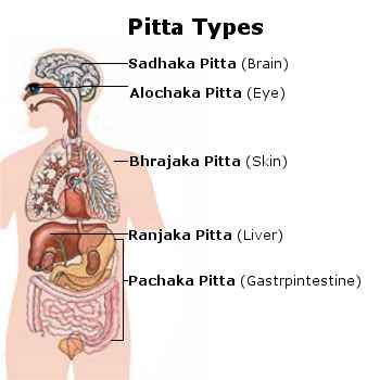 pitta-type