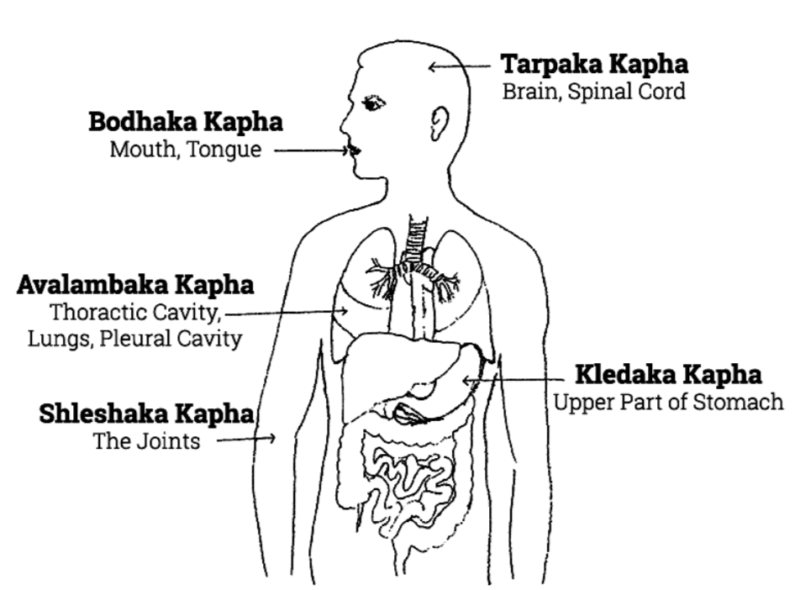 kapha-type